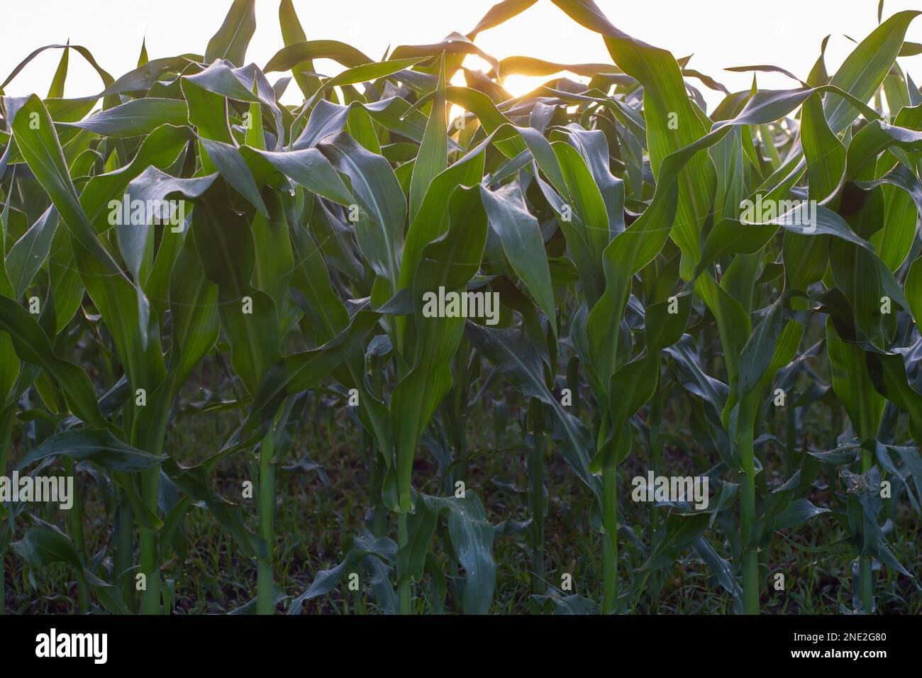 Fullgrown Maize plants with stalks, ears and silk. Zea mays or Corn is