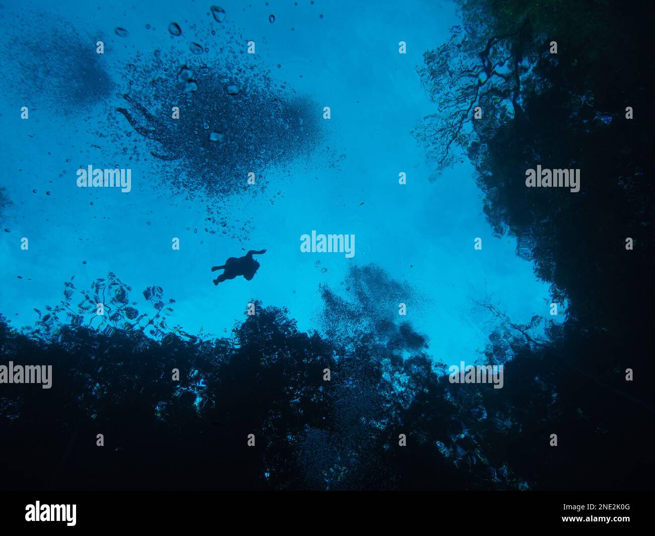 Silhouette of a scube diver between the trees in Lagoa Misteriosa, Bonito, Brazil Stock Photo