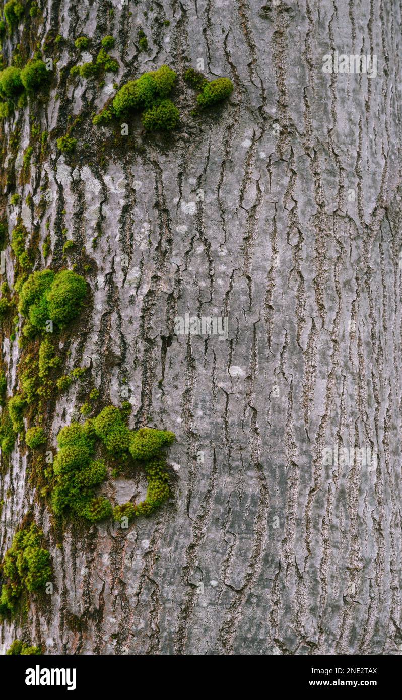 Elm tree bark hi-res stock photography and images - Alamy