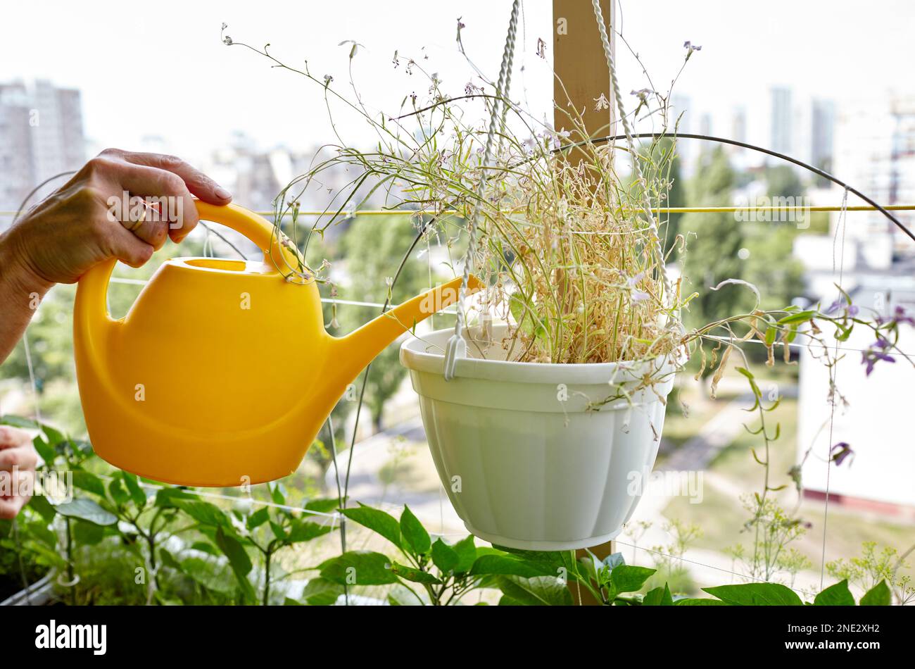 Man gardening in home greenhouse. Men's hands hold watering can and watering Matthiola flower Stock Photo