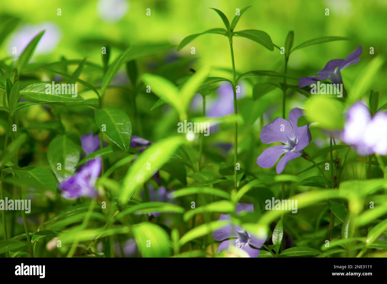 Purple periwinkle, selective focus through green leaves close-up. Stock Photo