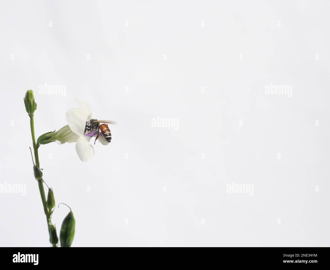 Honey bee seeking nectar on white Chinese violet or coromandel or creeping foxglove ( Asystasia gangetica ) blossom in field isolated on white Stock Photo