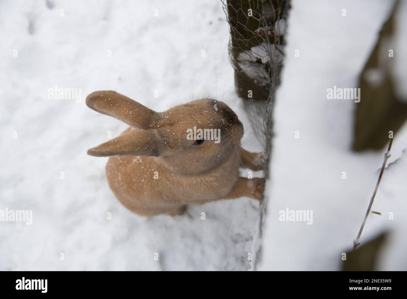 Ein Hase im Schnee, wird Ostern wieder kalt? - A rabbit in the snow, is Easter getting cold again? Stock Photo