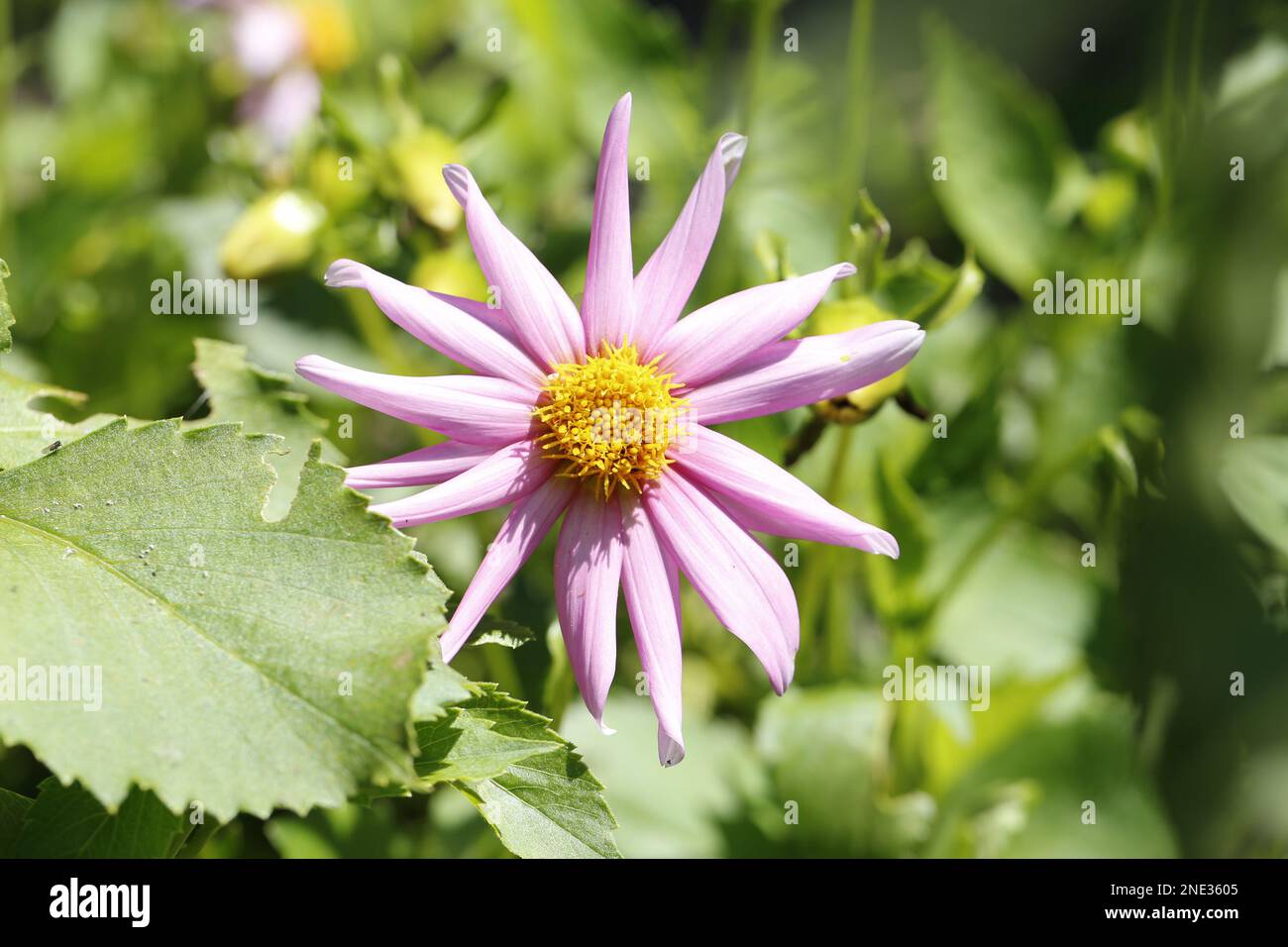 Violette Blume mit gelbem Inneren - Violet flower with yellow heart Stock Photo