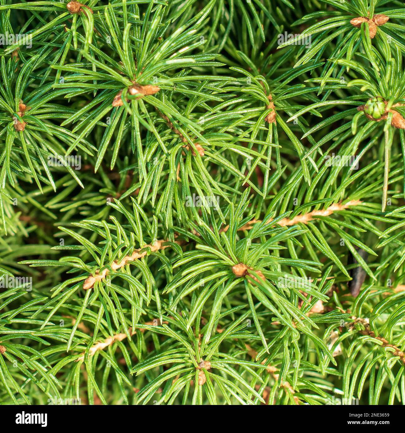 texture of small branches of decorative garden spruce. Stock Photo