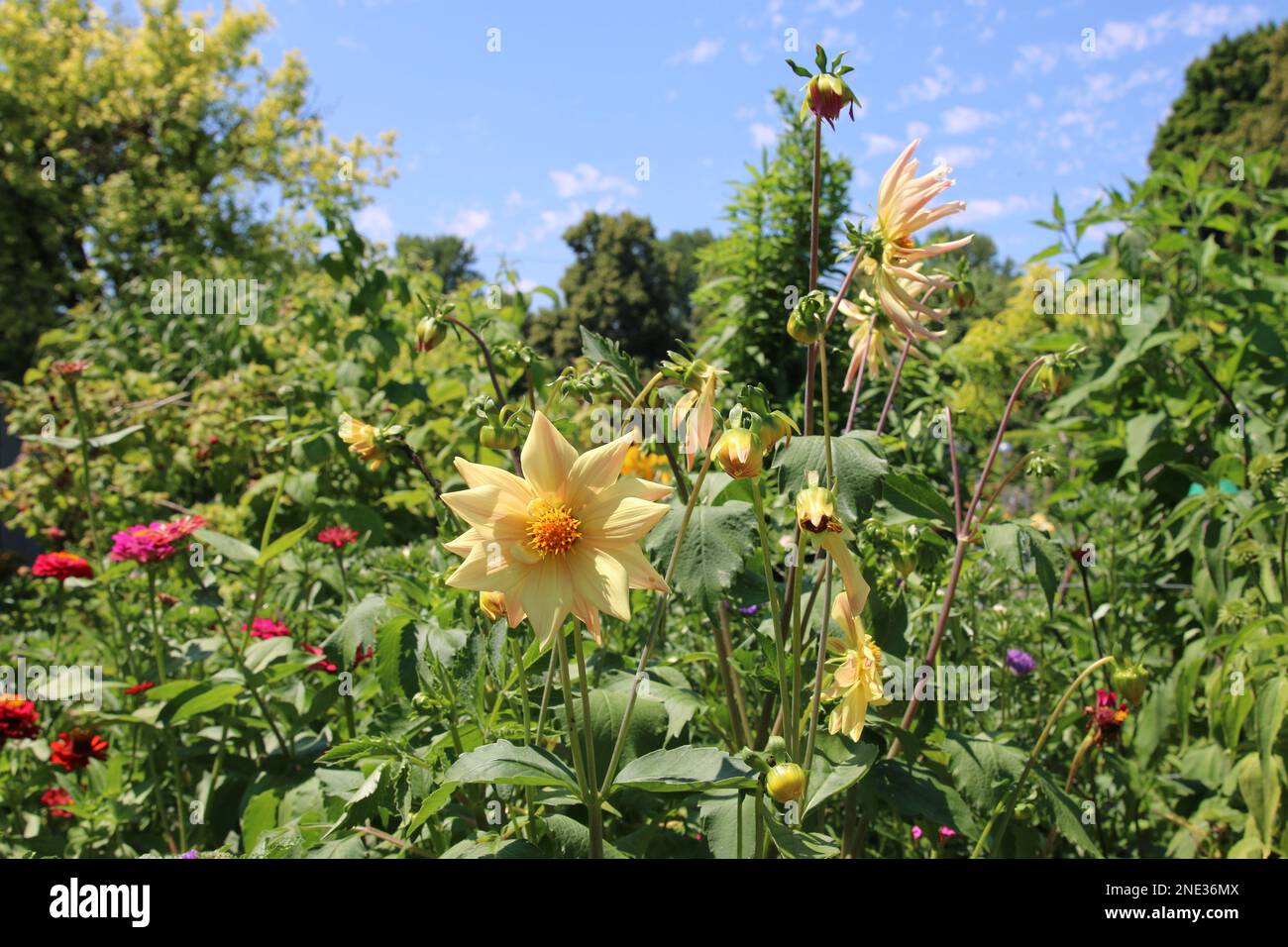 Wunderschöne Blumen in einem Bauerngarten in Deutschland -  Beautiful flowers in a cottage garden in Germany Stock Photo