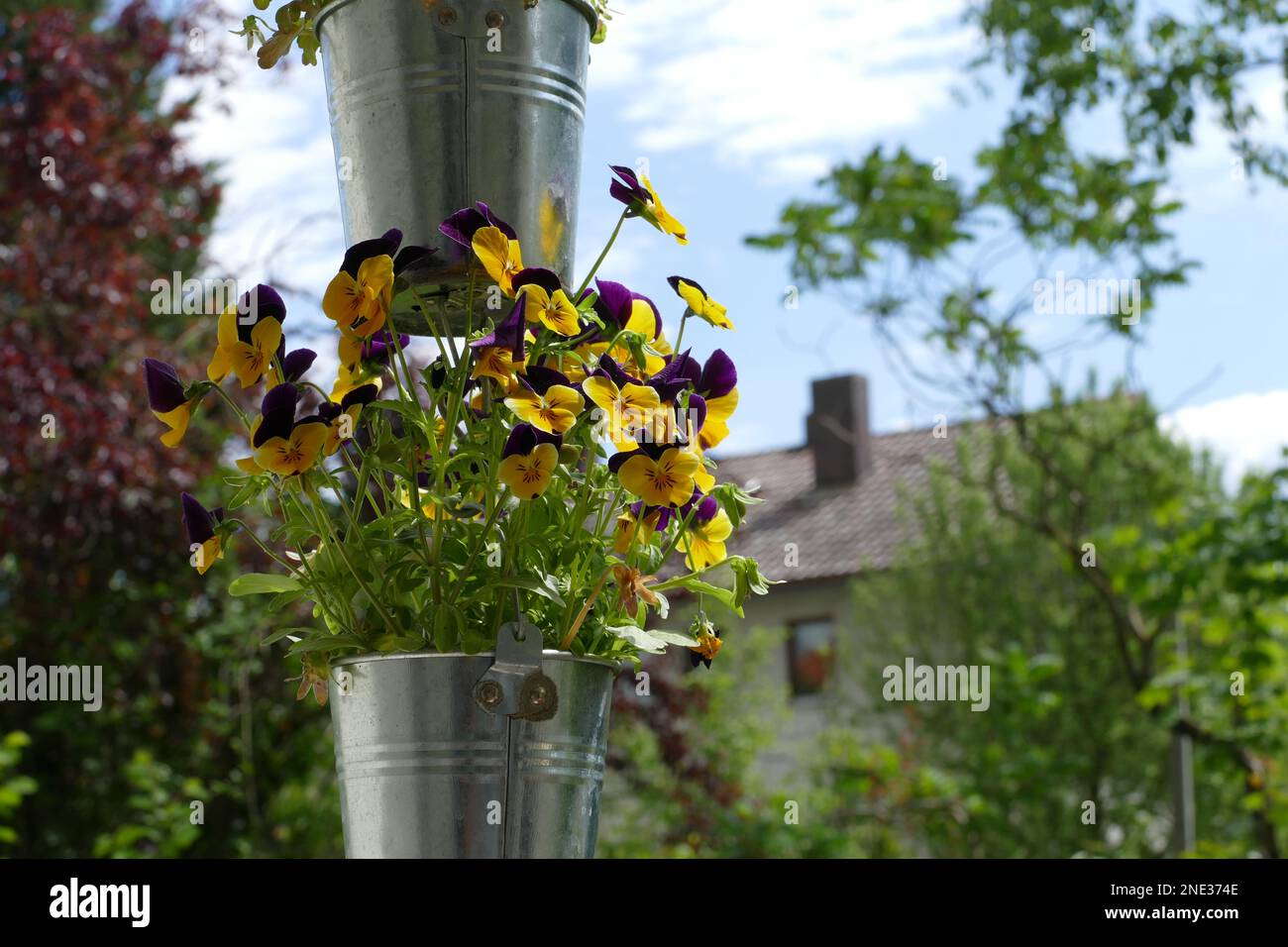 Wunderschöne Blumen in einem hängenden Topf - Beautiful flowers in a hanging pot Stock Photo