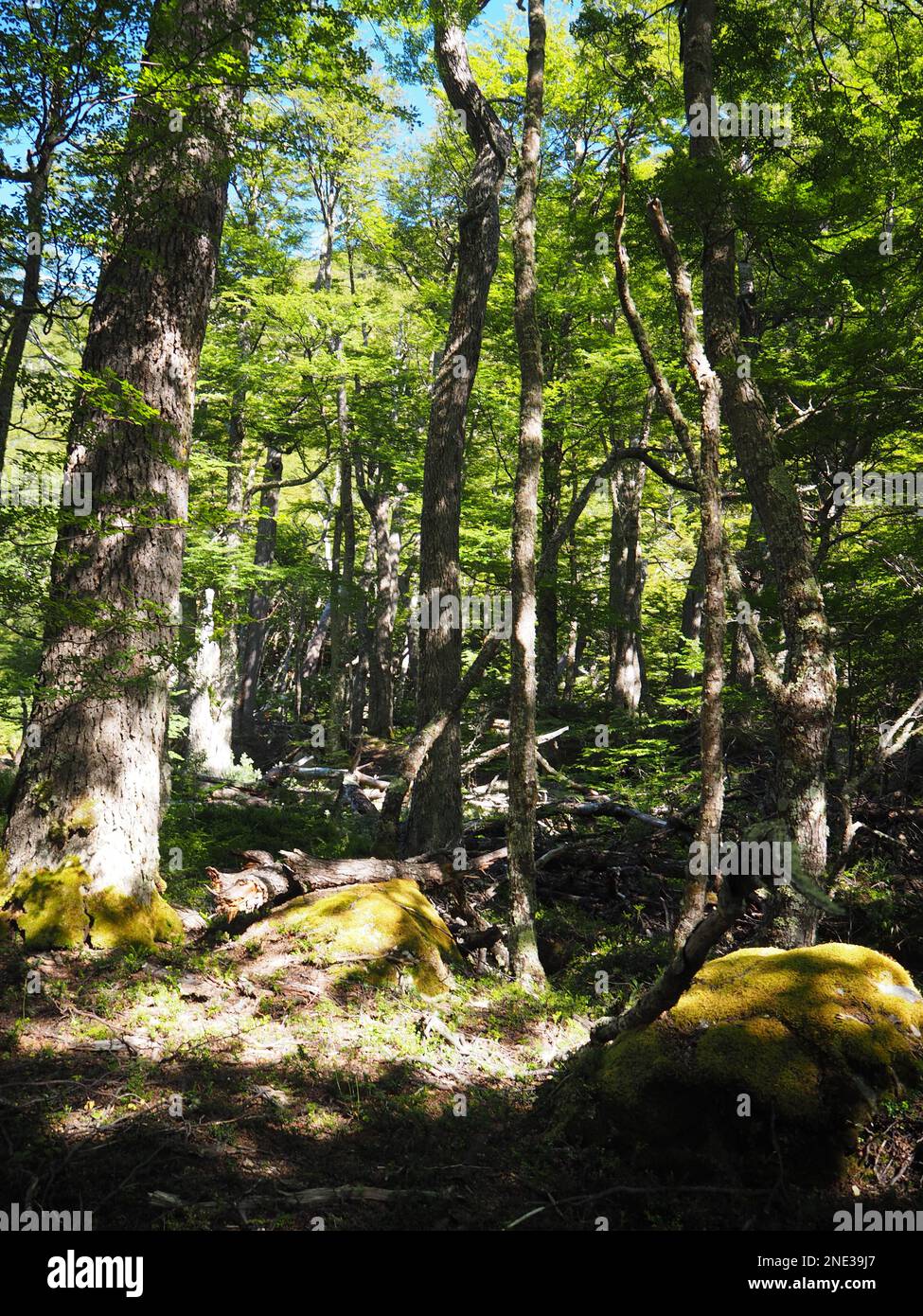 Hiking through the forest on the O loop, Torres Del Paine, Chile Stock Photo