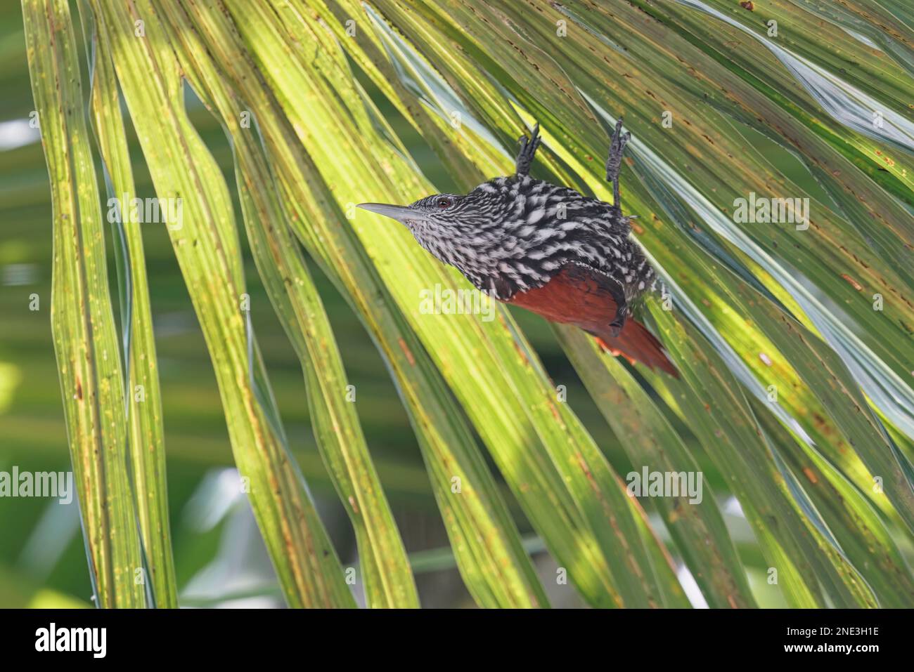 Point-tailed Palmcreeper, Ramal do Italiano, Amazonas, Brazil, August 2022 Stock Photo