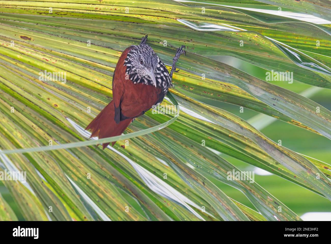 Point-tailed Palmcreeper, Ramal do Italiano, Amazonas, Brazil, August 2022 Stock Photo