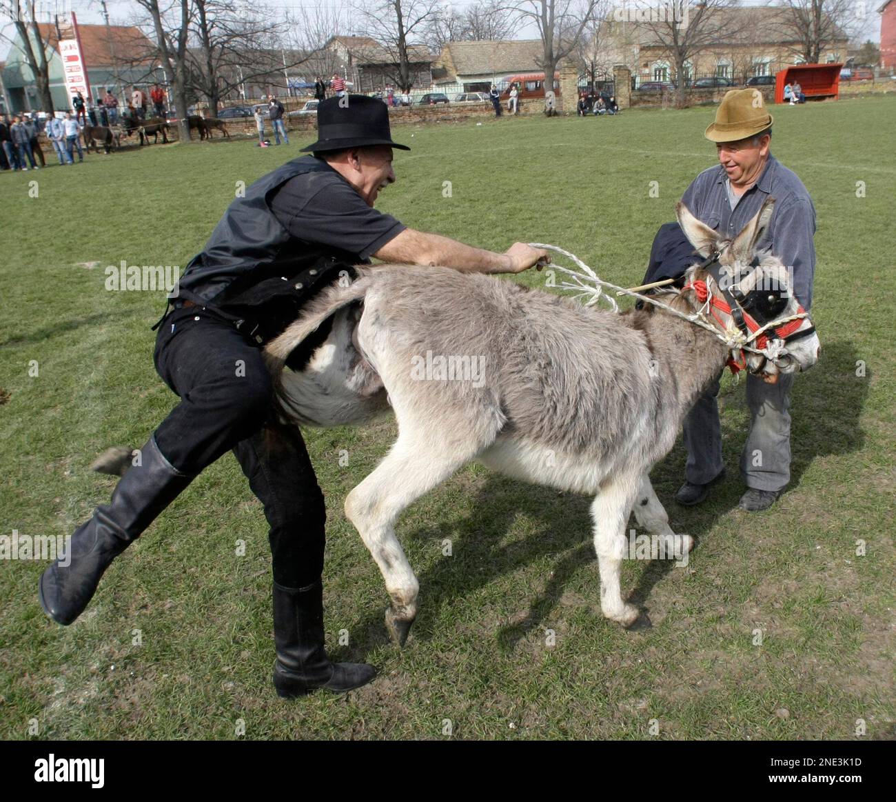 An unidentified man falls from off the back of his donkey as the animal to kick him, during the traditional Donkey Race in village of Sakule, 30 kilometers northwest of Belgrade, Serbia, Sunday, March 20, 2010. (AP Photo/Darko Vojinovic) Stock Photo