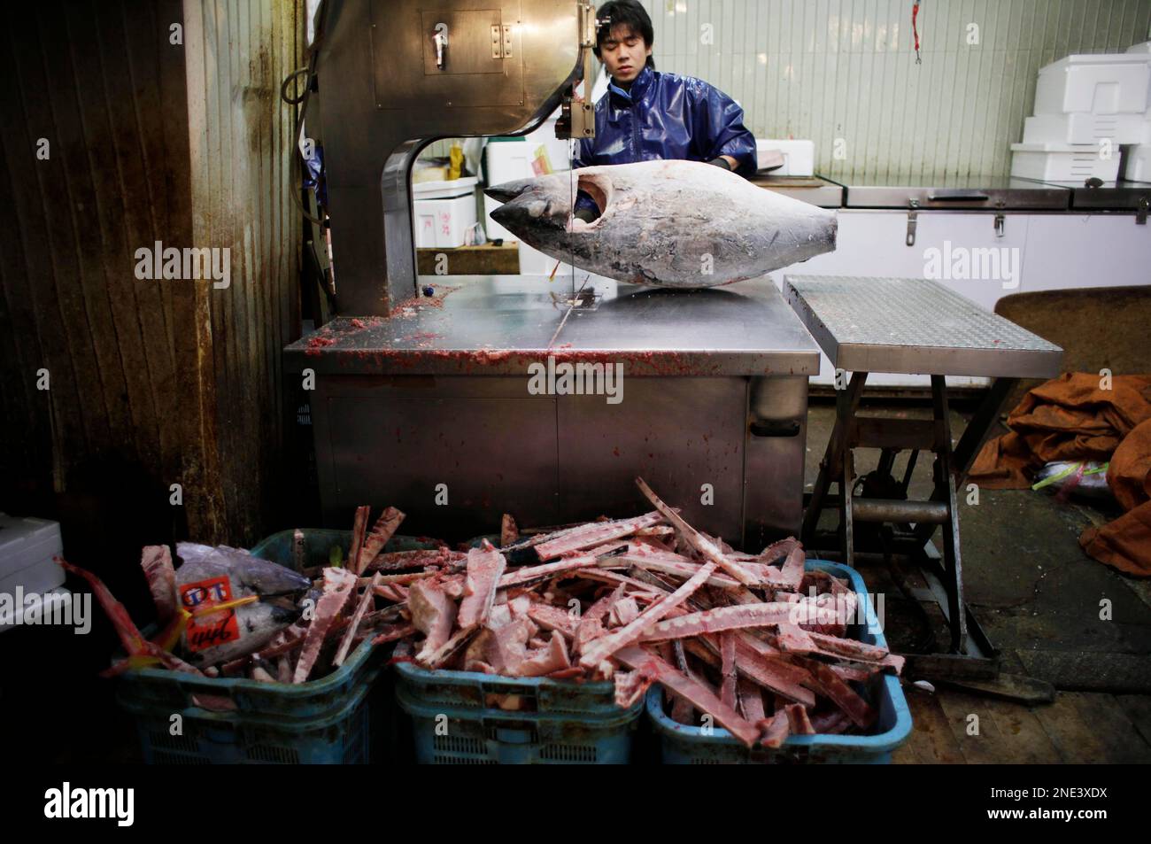 A fish dealer uses a saw to cut frozen tuna at his stall inside Tsukiji