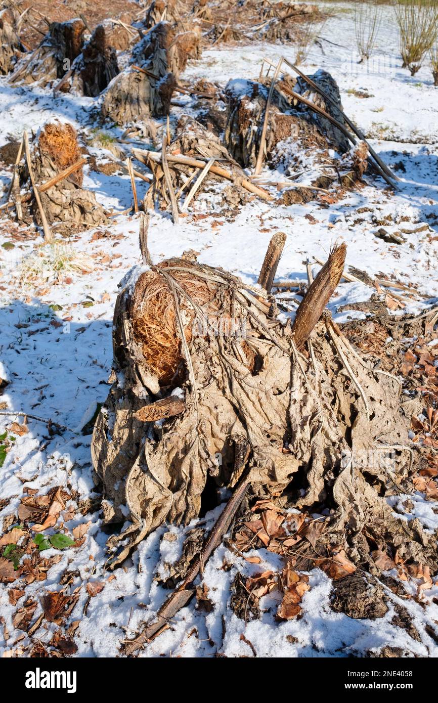 Gunnera manicata Stock Photo