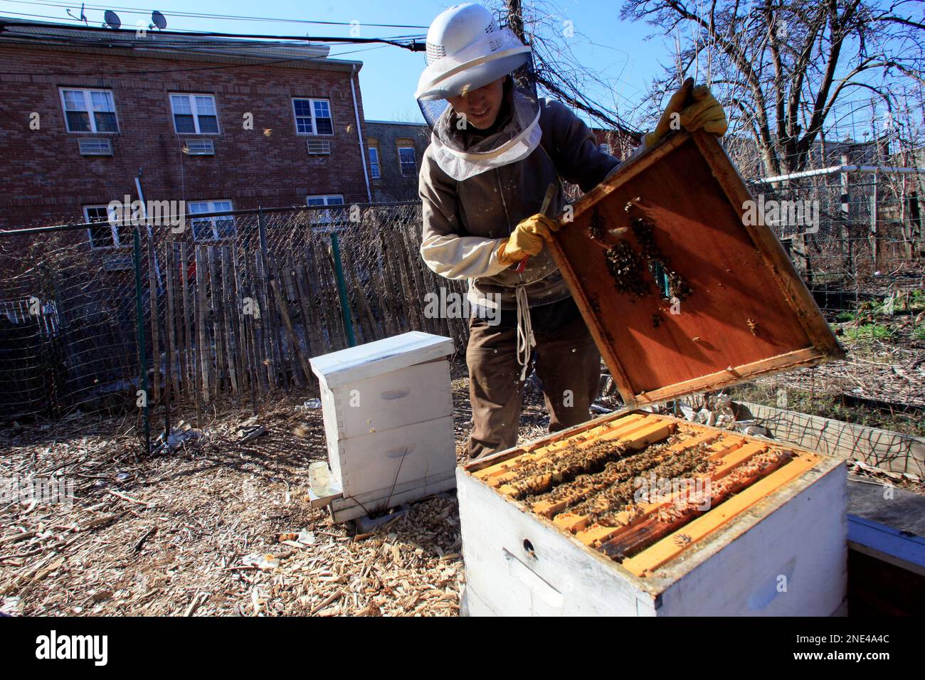 City Beekeeping ~ Honey for Health