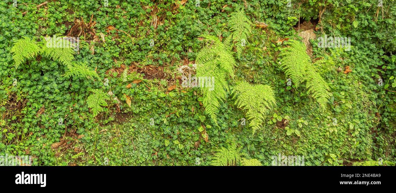 Dense vegetal hi-res stock photography and images - Alamy