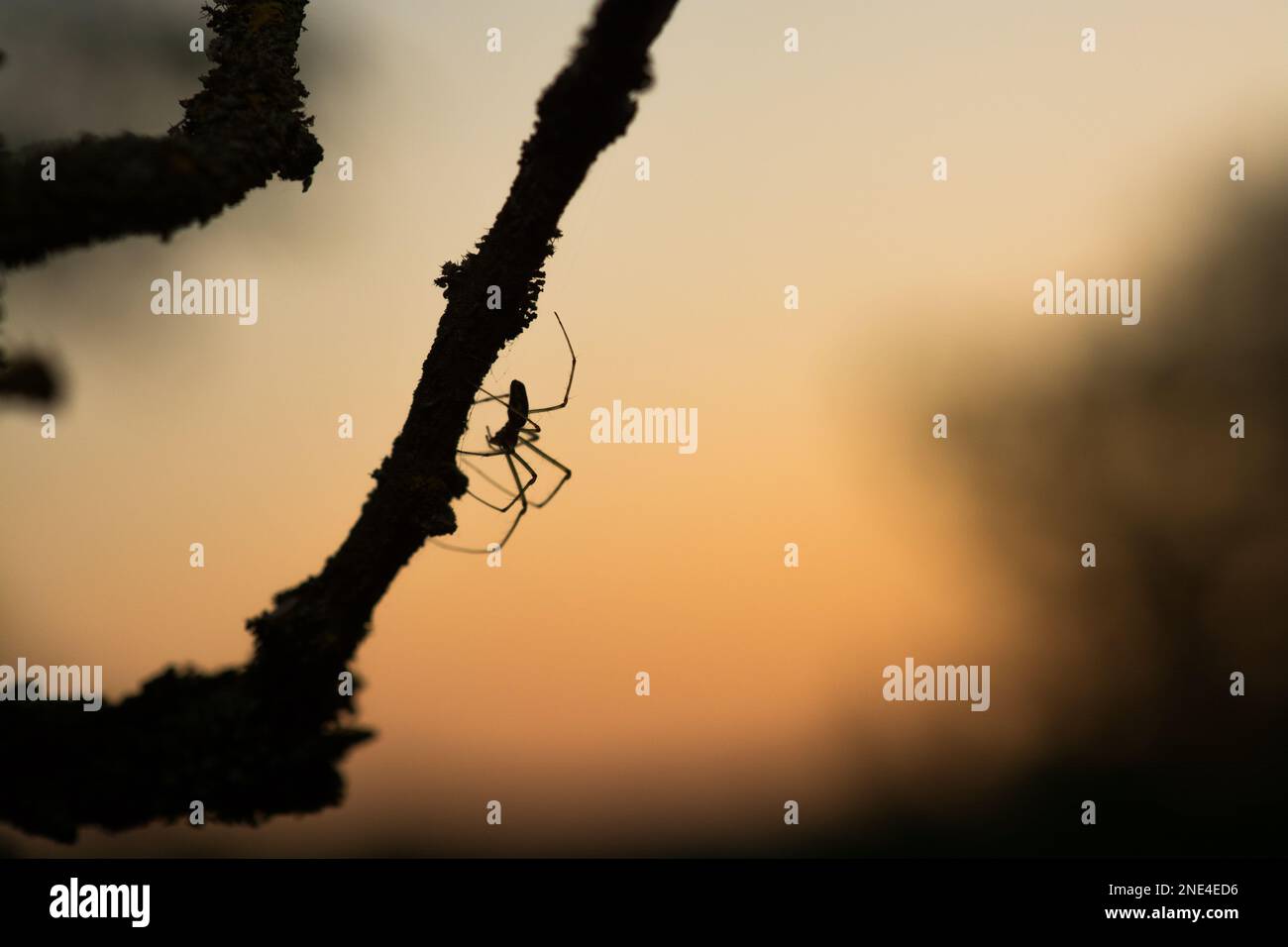 An Orb weaving spider (Araneidae) on a branch of a tree at sunset Stock Photo