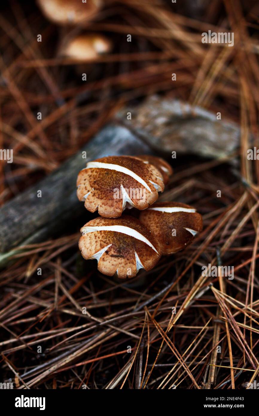 A vertical closeup shot of brown white fungi growing on a forest floor ...
