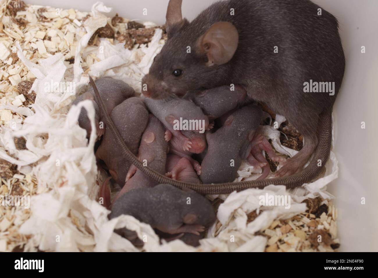 In this photo taken Wednesday, March 10, 2010, baby rats sleep in a ...