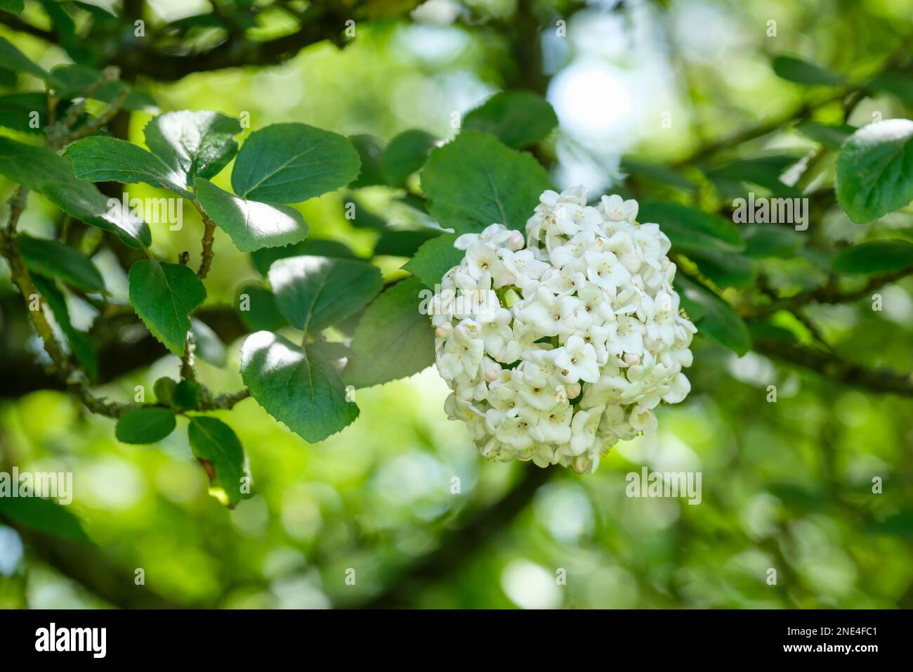 Viburnum×carlcephalum, fragrant snowball, deciduous shrub, large rounded trusses of white flowers Stock Photo