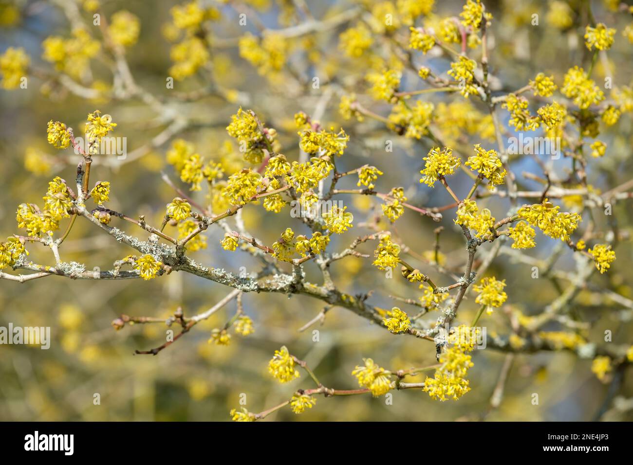 Cornus mas, Cornelian cherry, deciduous shrub, small clusters of tiny