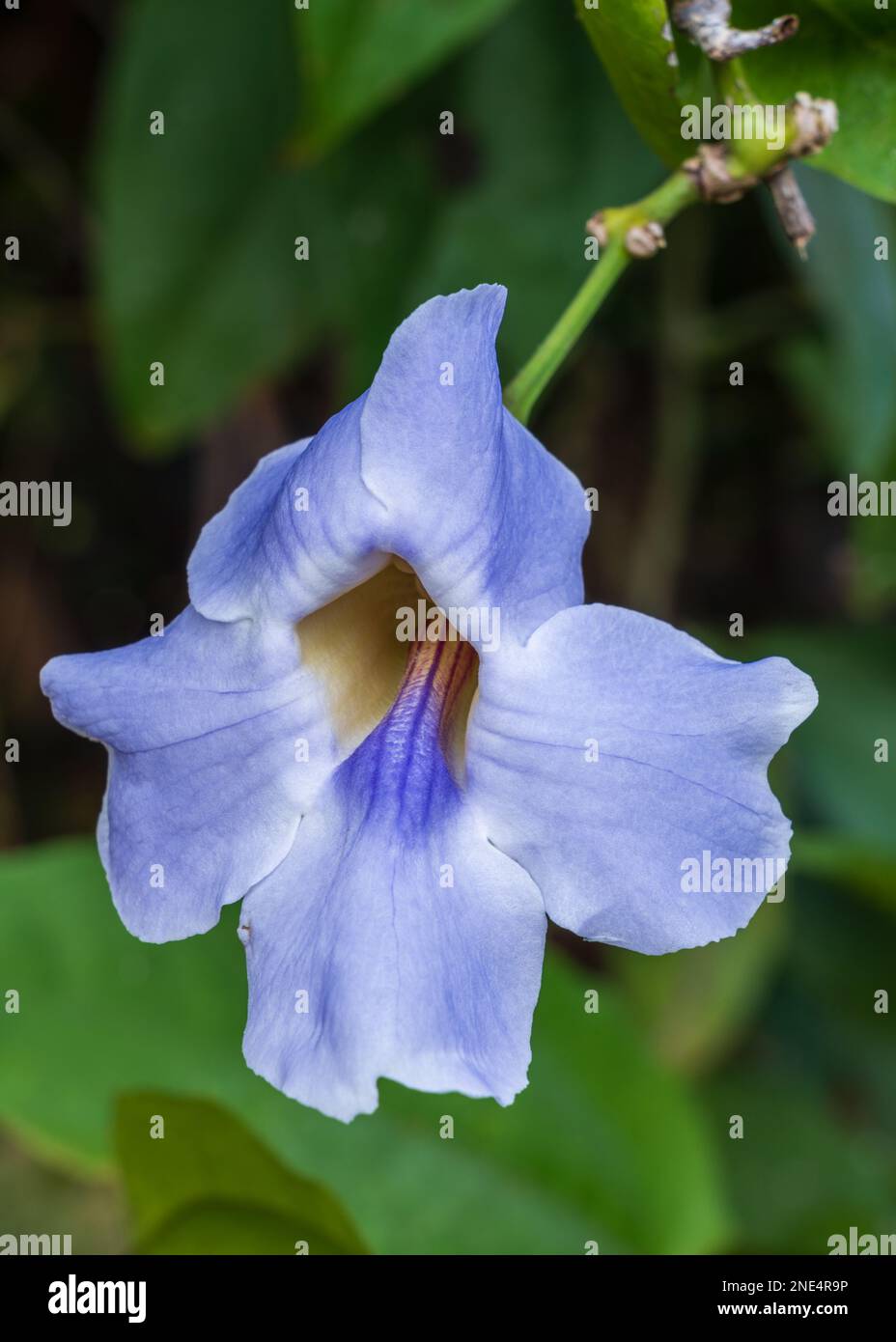 Closeup view of beautiful purple blue flower of invasive tropical ornamental species thunbergia laurifolia aka laurel clock vine or blue trumpet vine Stock Photo