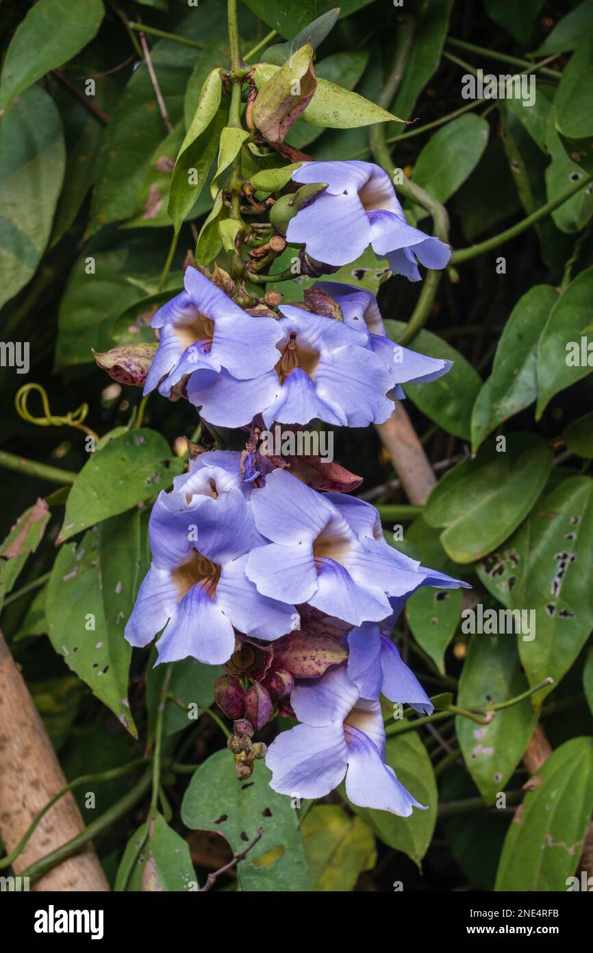 Closeup view of cluster of purple blue flowers of invasive tropical