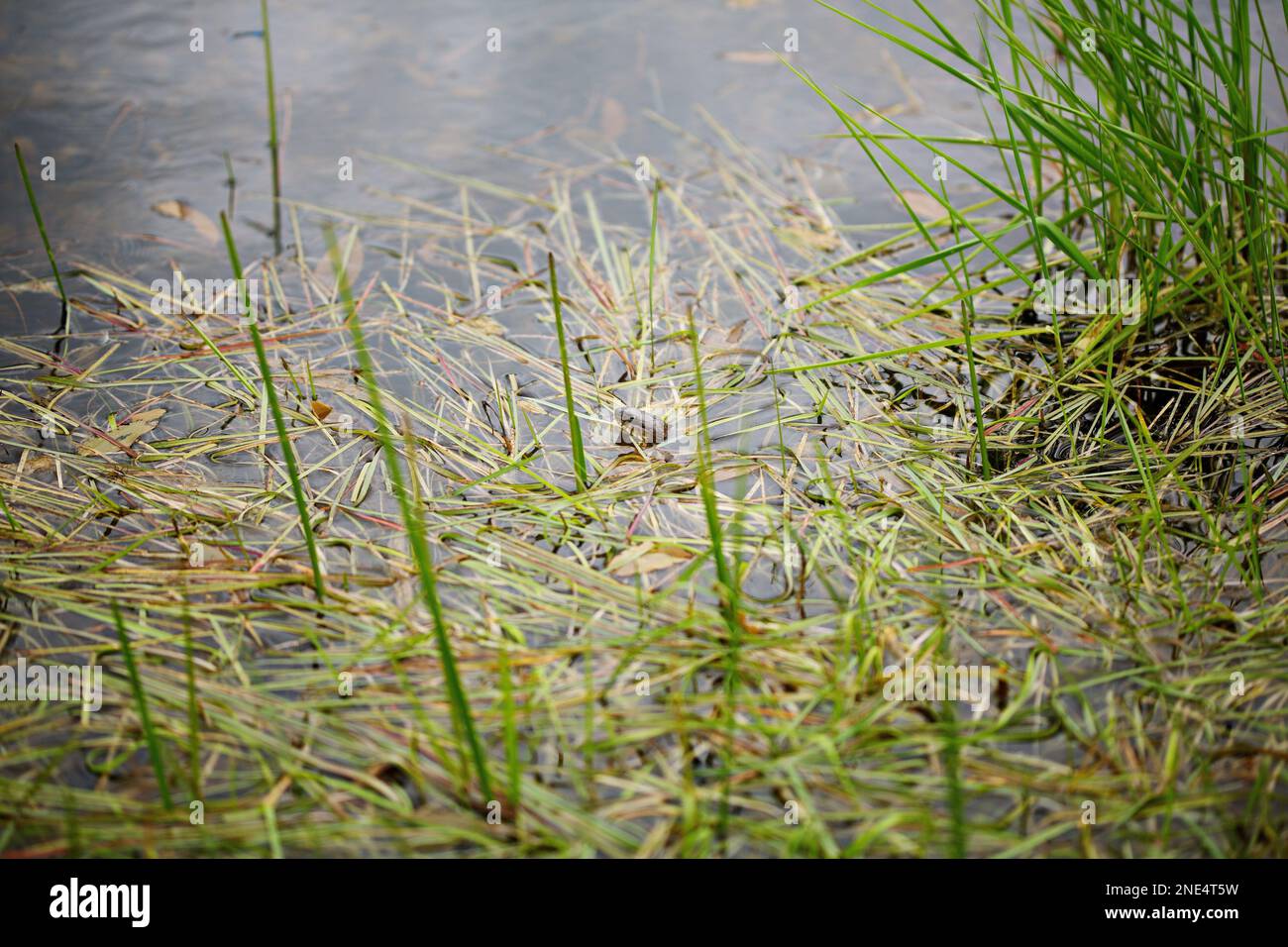 Snake in reeds lake hi-res stock photography and images - Alamy