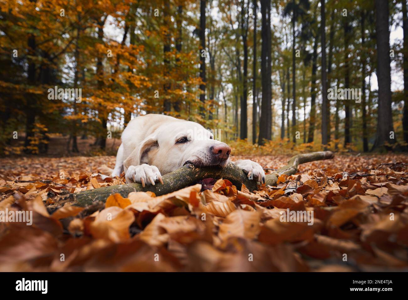 Playful dog in forest. Cute labrador retriever biting stick during autumn day. Stock Photo