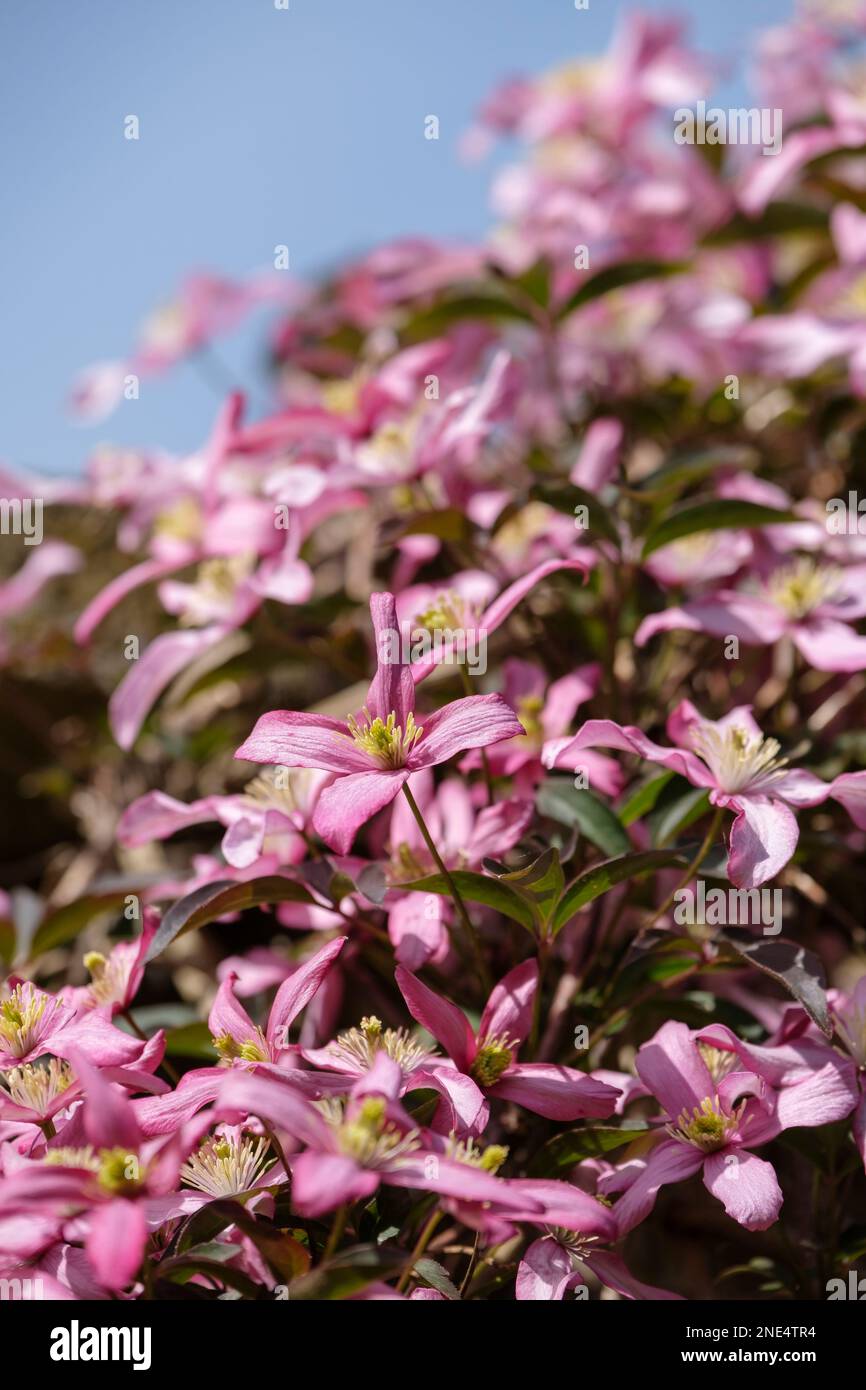 Clematis Warwickshire Rose, clematis montana rubens Warwickshire Rose, deciduous climber with dark three-lobed leaves, flowers pale to mid-pink  Himal Stock Photo