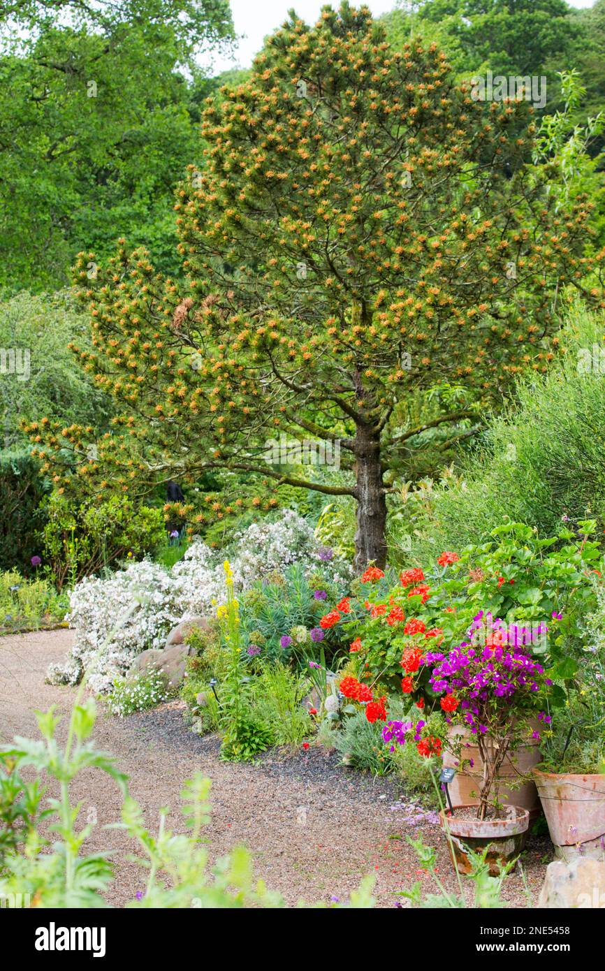 Cottage Garden border with pots and pathway Stock Photo