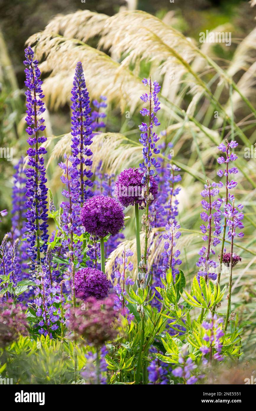 English Cottage Garden with Pampas Grass, Allium and Lupins Stock Photo