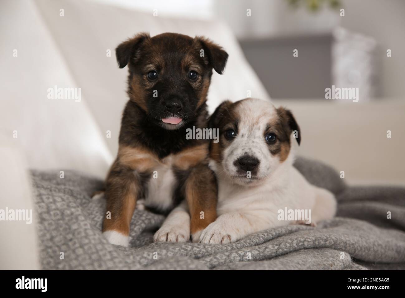 Cute little puppies on grey plaid indoors Stock Photo - Alamy