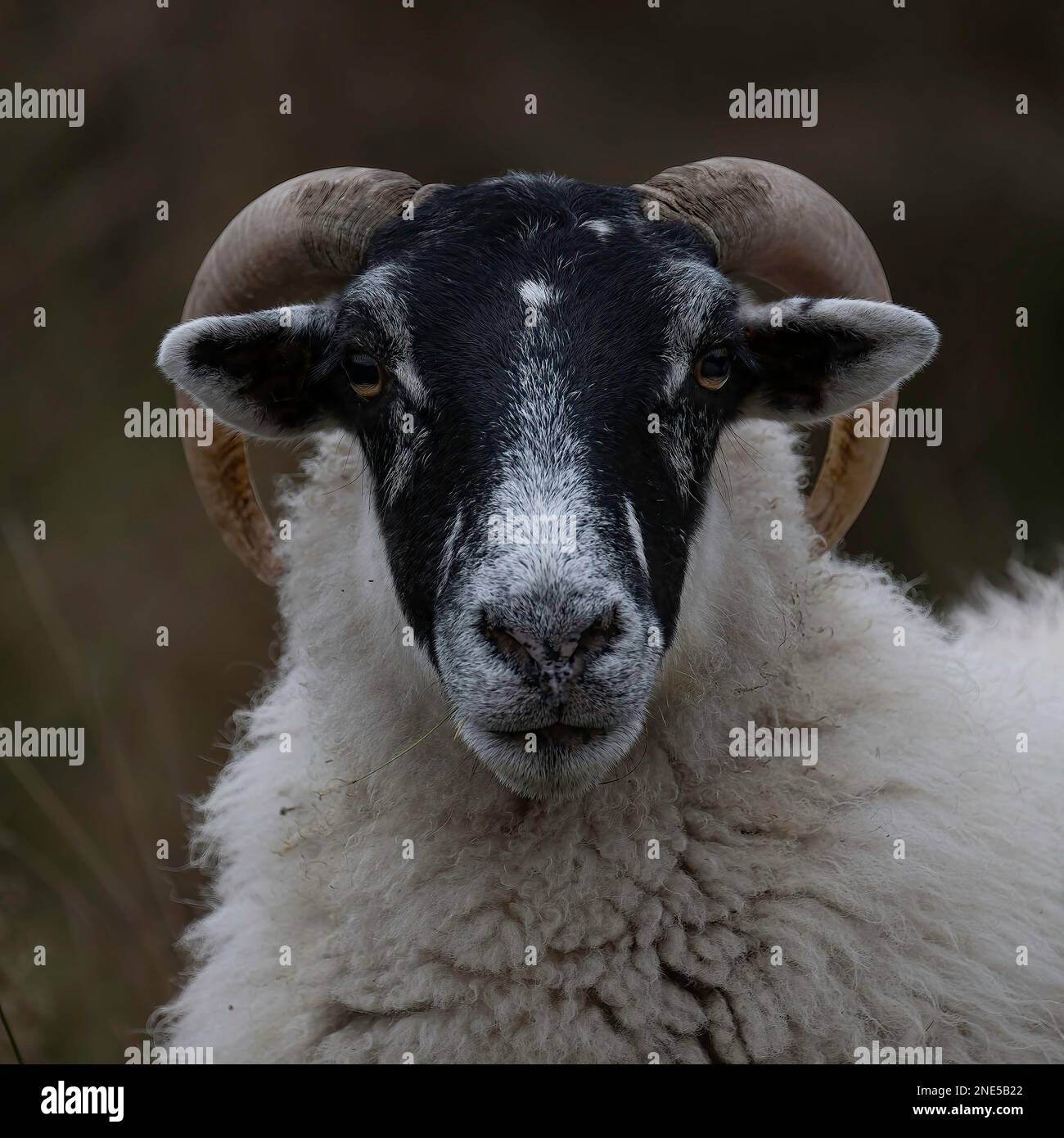 Sheep (Orvis Domestic), Scottish black face, portrait, Dumfries, SW Scotland Stock Photo