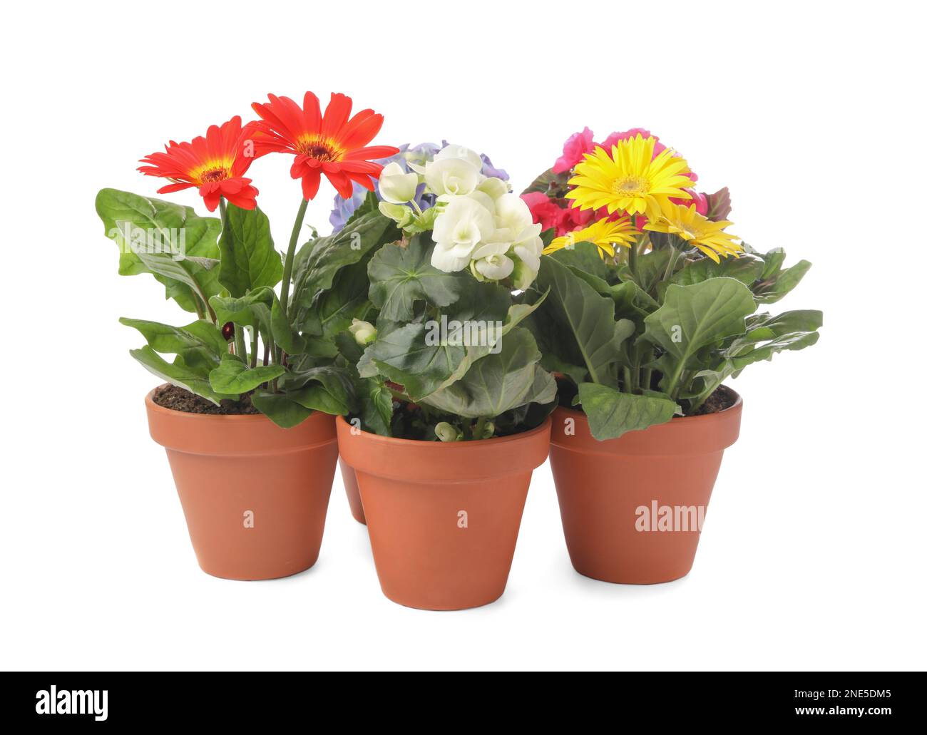 Different beautiful blooming plants in flower pots on white background ...