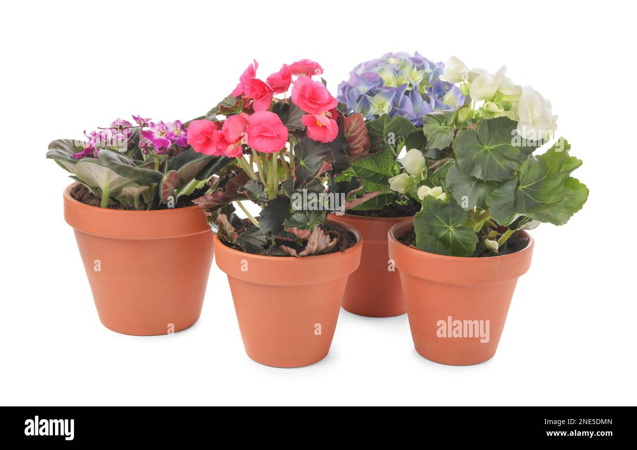 Different beautiful blooming plants in flower pots on white background ...