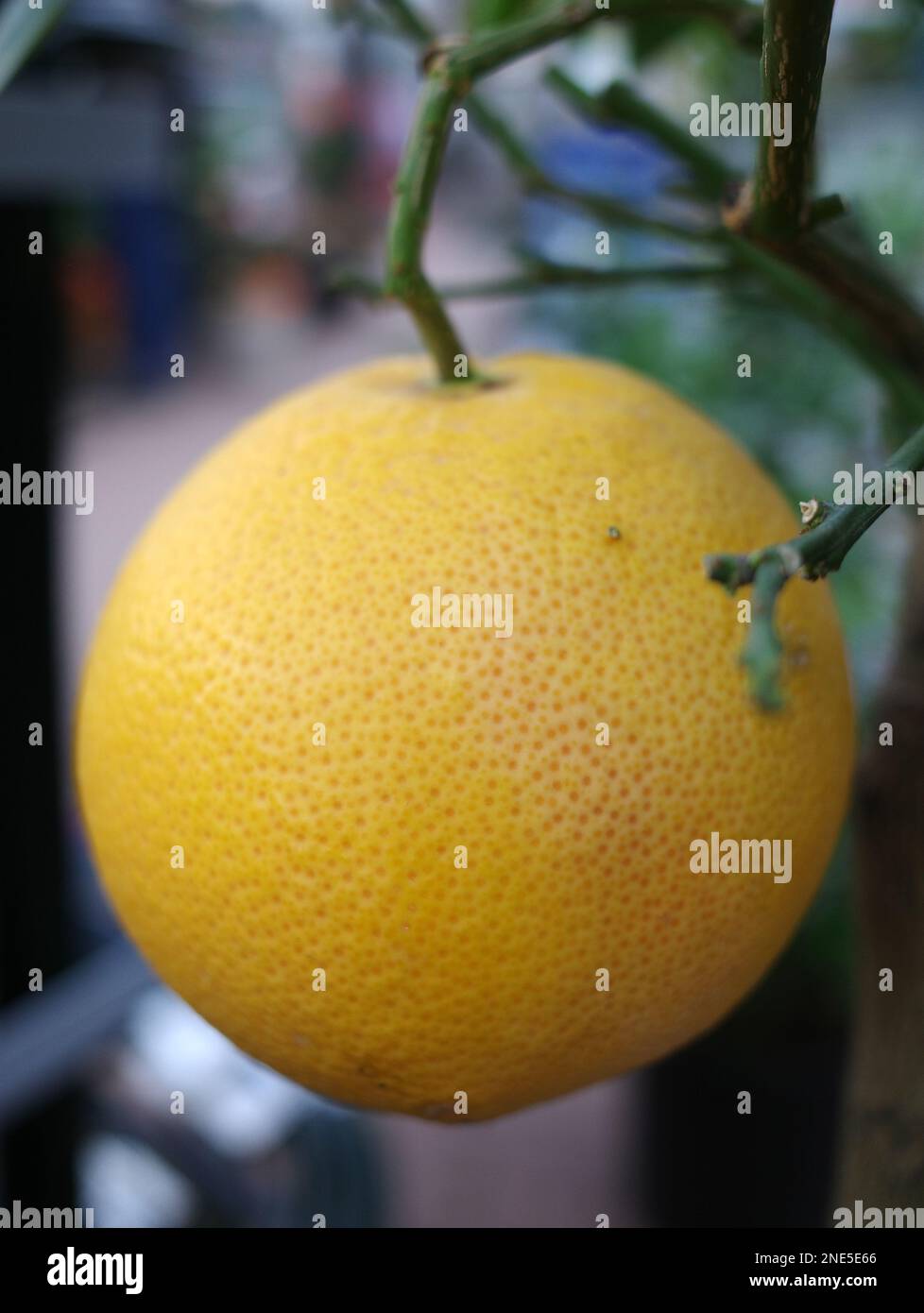Small pomelo tree in a garden center with one large yellow fruit. Other