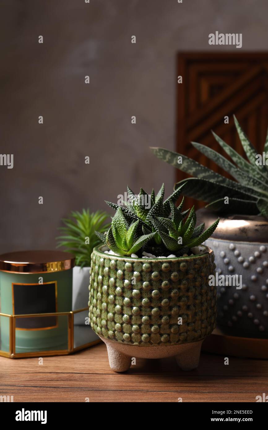 Beautiful Haworthia and Gasteria in pots with decor on wooden table. Different house plants Stock Photo