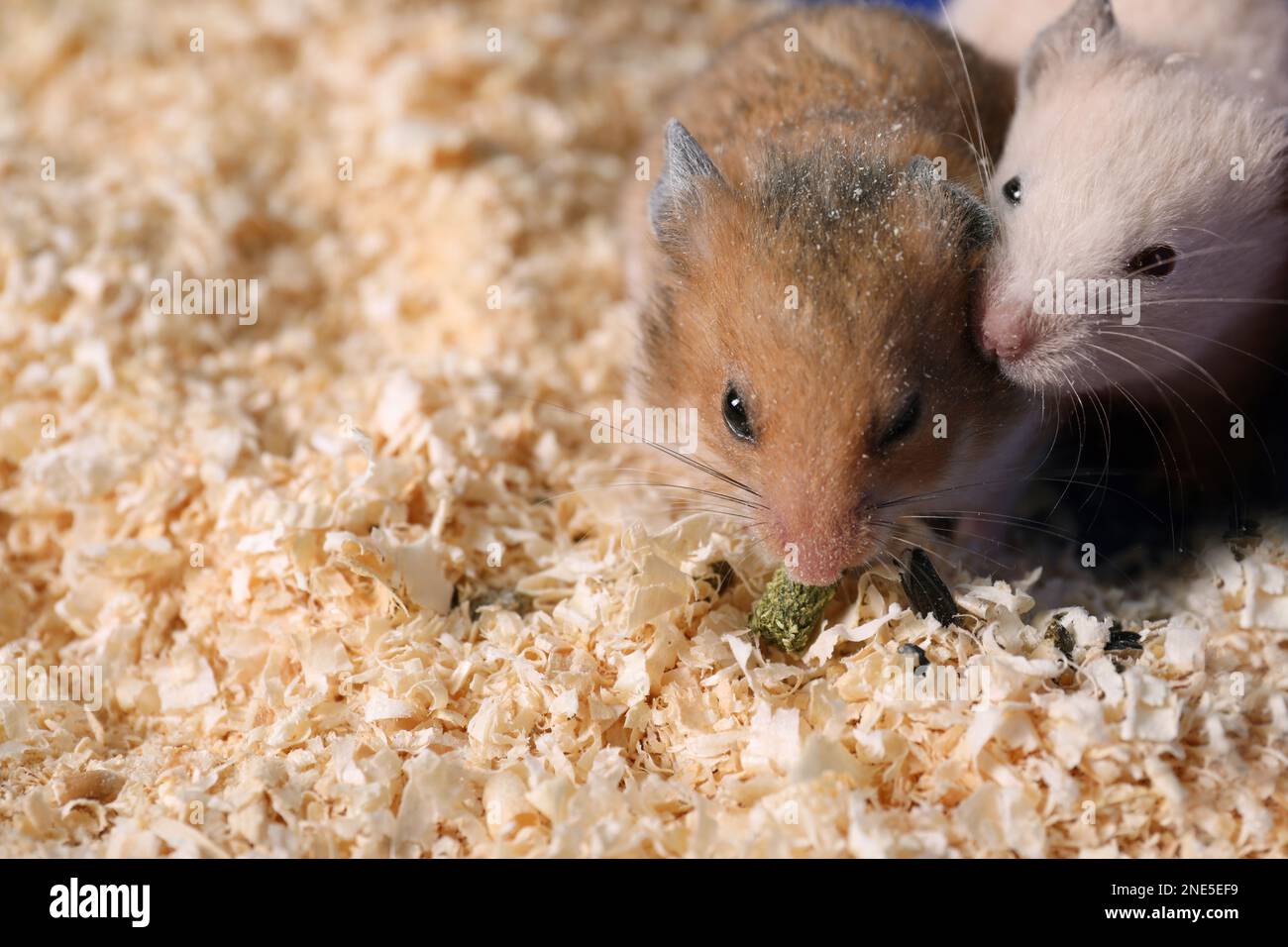 View of Cute little fluffy hamsters in cage. Space for text Stock Photo - Alamy