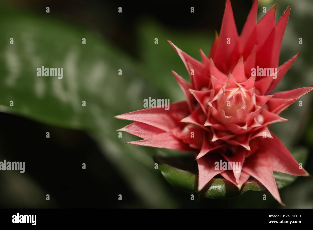 Beautiful blooming bromelia flower on blurred background, closeup. Space for text Stock Photo