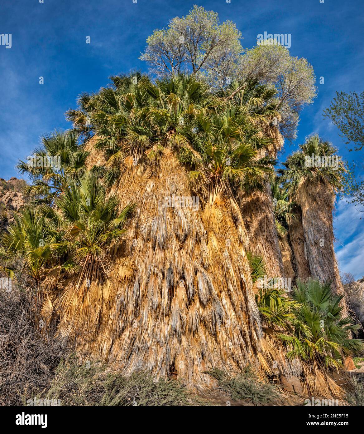 Huge tangled palm trees, other deciduous trees growing on them, desert fan palm grove at Cottonwood Spring oasis, Joshua Tree National Park California Stock Photo