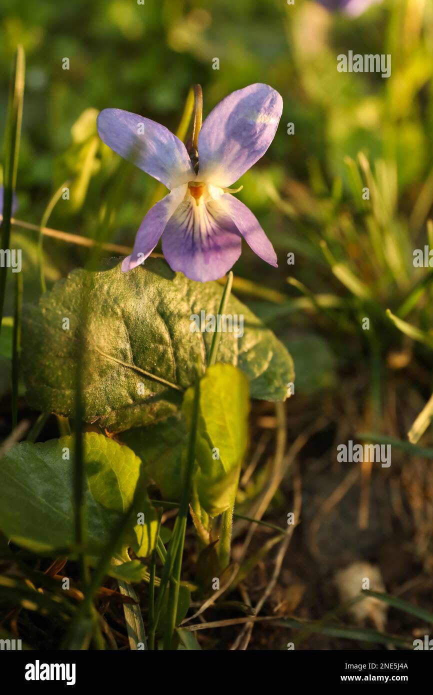 Beautiful wild violets blooming in forest. Spring flowers Stock Photo