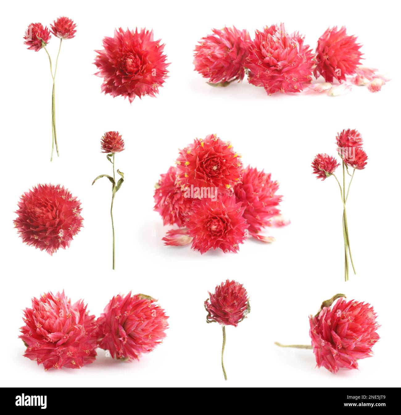 Set with beautiful dry flowers on white background Stock Photo - Alamy