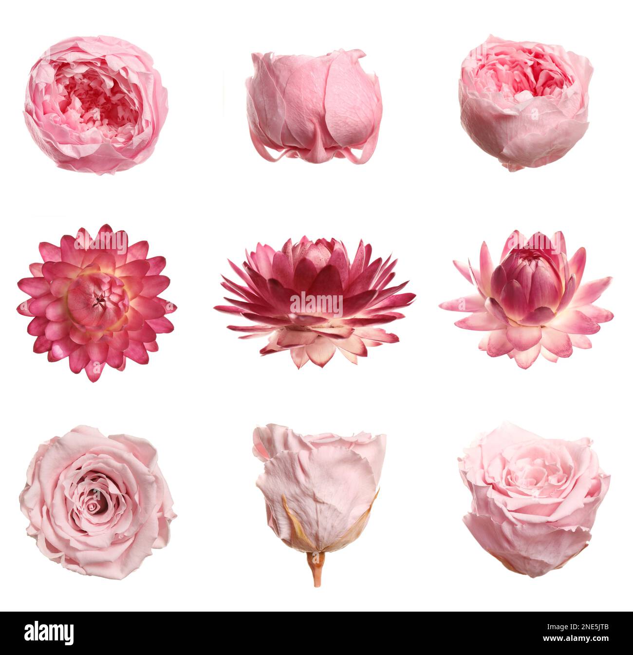 Set with beautiful dry flowers on white background Stock Photo - Alamy