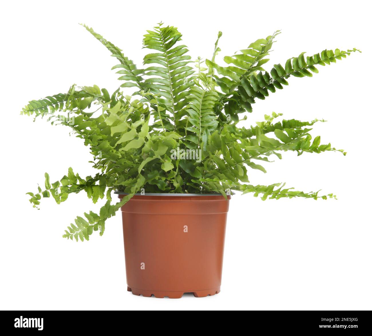 Beautiful fern in pot isolated on white Stock Photo