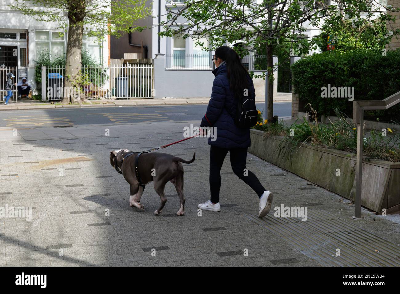London - 04 18 2022: Girl walking her dog in Willesden Stock Photo