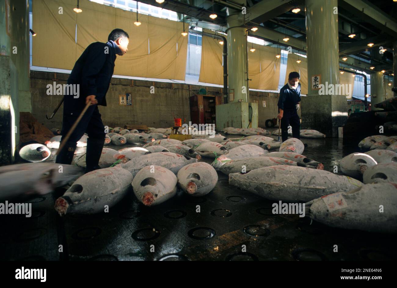 Japan, Tokyo, Tsukiji central fish market, the world's largest fish market and the only reason