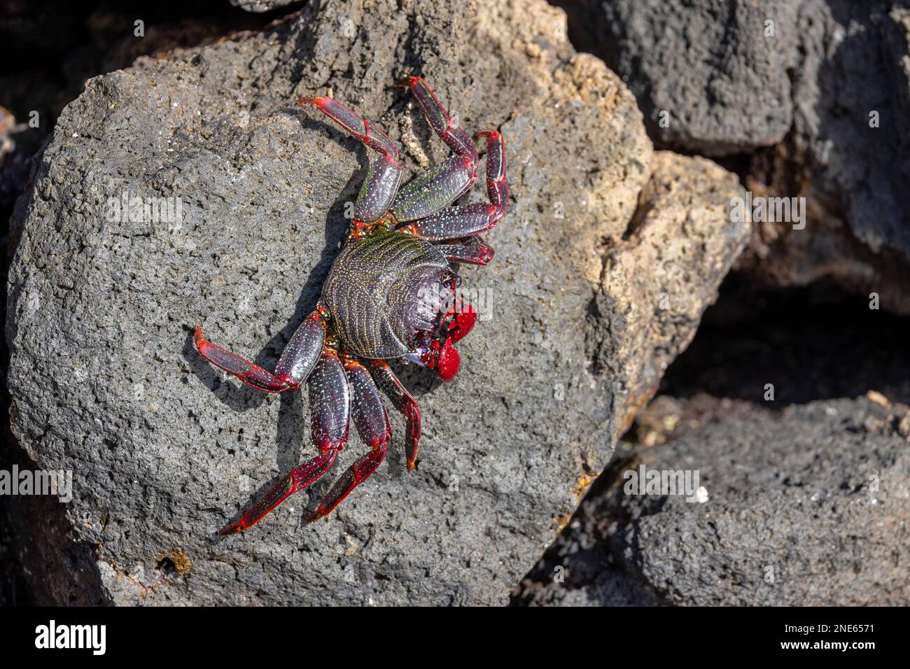 Eastern Atlantic Sally lightfoot crab, Mottled shore crab (Grapsus adscensionis), laying on lava stones at the coast, Canary Islands, Lanzarote, Stock Photo