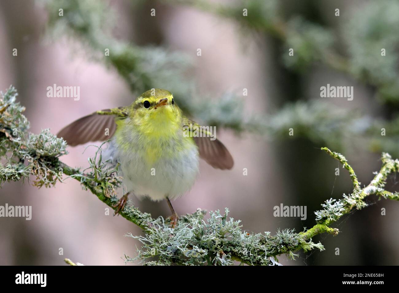 wood warbler (Phylloscopus sibilatrix), sitting on a branch flapping wings, Sweden, Oeland Stock Photo