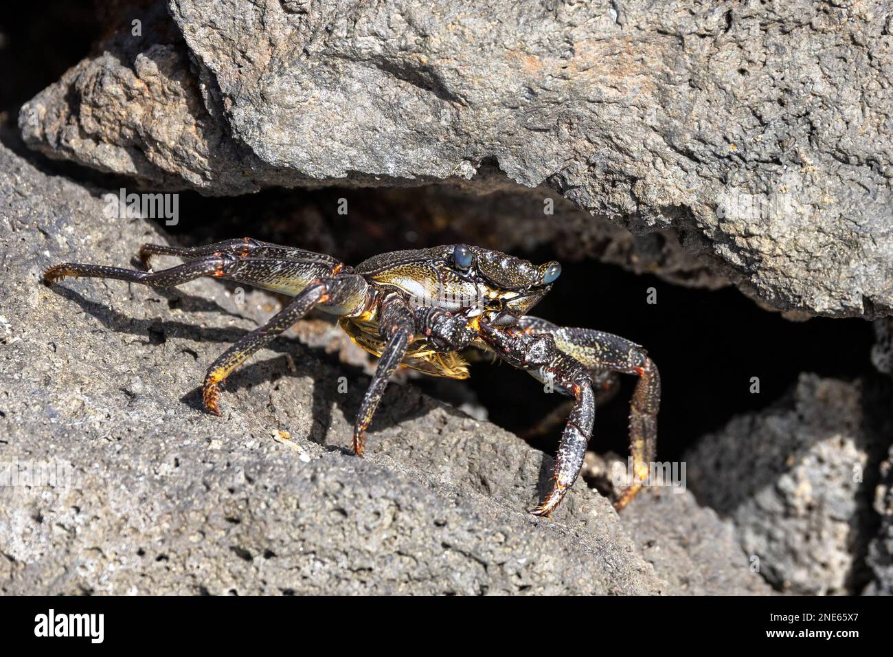 Eastern Atlantic Sally lightfoot crab, Mottled shore crab (Grapsus adscensionis), juvenile on lava stones at the coast, Canary Islands, Lanzarote, Stock Photo