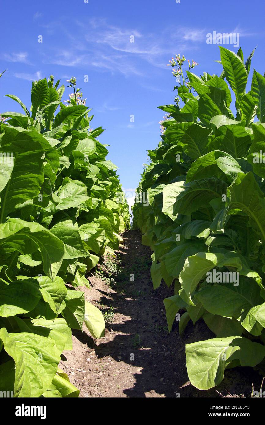 common tobacco Cultivated Tobacco, Common Tobacco, Tobacco (Nicotiana tabacum), blooming  tobacco field, Germany Stock Photo